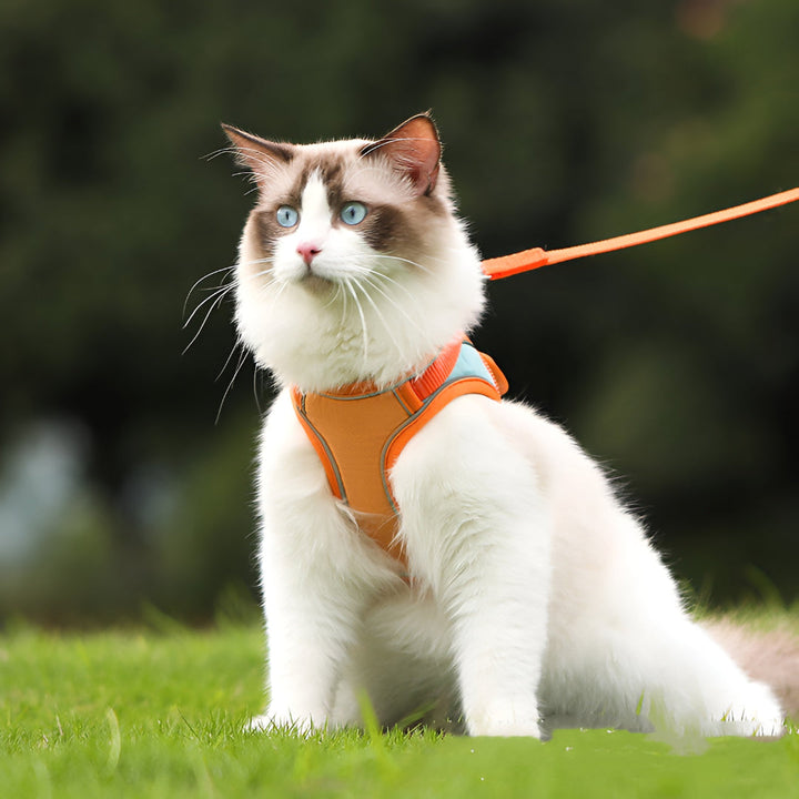 Durable Pet Leashes For Safe Walks